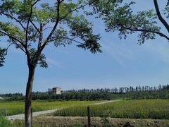 -上海长兴岛郊野公园