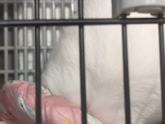-立德异宠动物医院.兔鸟爬.内窥镜(天河店)