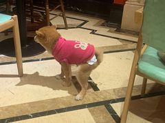 -猫色咖啡·猫咖