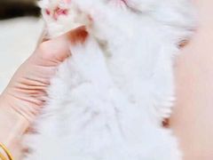 -十年猫舍·猫咪专门店(普陀店)