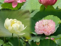 -黄兴公园