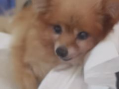 -美联众合动物医院·24h转诊中心