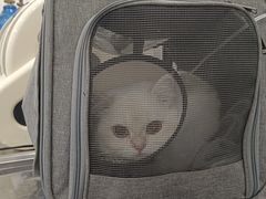 -伟伟宠物医院·CT影像中心·瑞派犬猫综合性门诊(汉口总院)