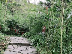 -都江堰中华大熊猫苑