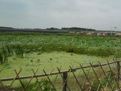 -北纬44度·金珠花海休闲农业旅游景区