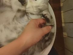 -海边的猫和咖啡馆