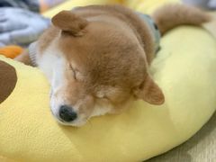 -逗柴咖啡屋·狗咖猫咖宠物桌游