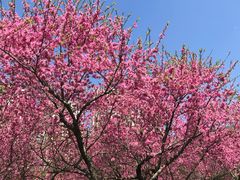 -白塘生态植物园