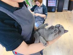 -东方名猫馆·英短金渐层布偶猫舍(环线广场1号楼店)