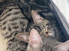 -中农国际动物医院24小时·猫科·骨科·急重症中心