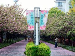 -高东镇樱花园