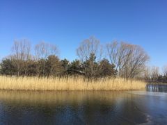 -大兴滨河森林公园