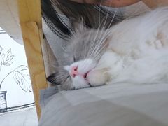 -松果猫咖(桐乡吾悦金街店)