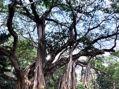 -瑞丽独树成林风景区