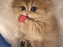 -momokira米努特·德文卷毛猫·棉花面纱犬