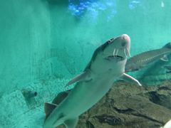 -太平洋海底世界