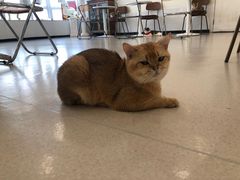 -共舞时光猫咖·狗咖(新街口店)