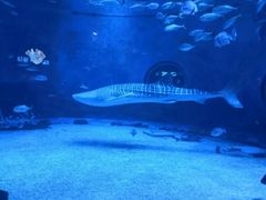 -烟台海昌鲸鲨海洋公园