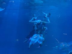 -烟台海昌鲸鲨海洋公园