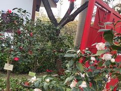 -金花茶公园