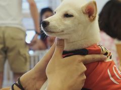 -豆柴町-柴犬主题狗咖(红鼎国际C座店)