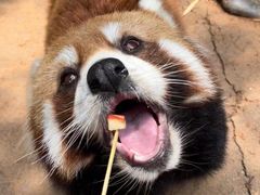 -云南野生动物园