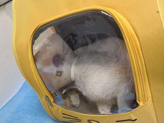 -纳吉亚猫专科动物诊疗中心(蒋宅口分院)