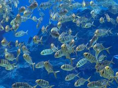 -海合安成都极地海洋公园