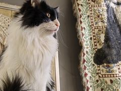 -平行世界·猫咖(首经贸店)