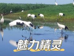 -黑龙江扎龙生态旅游区