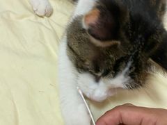 -美联众合动物医院·24h转诊中心