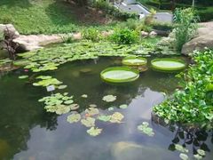 -九龙公园