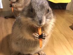 -藦茜花园宠物主题亲子互动体验馆(国顺东路店)