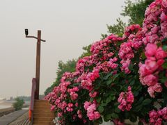 -上海滨江森林公园