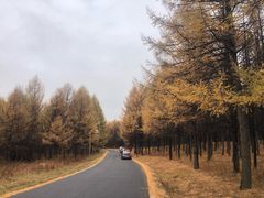 -塞罕坝国家级自然保护区