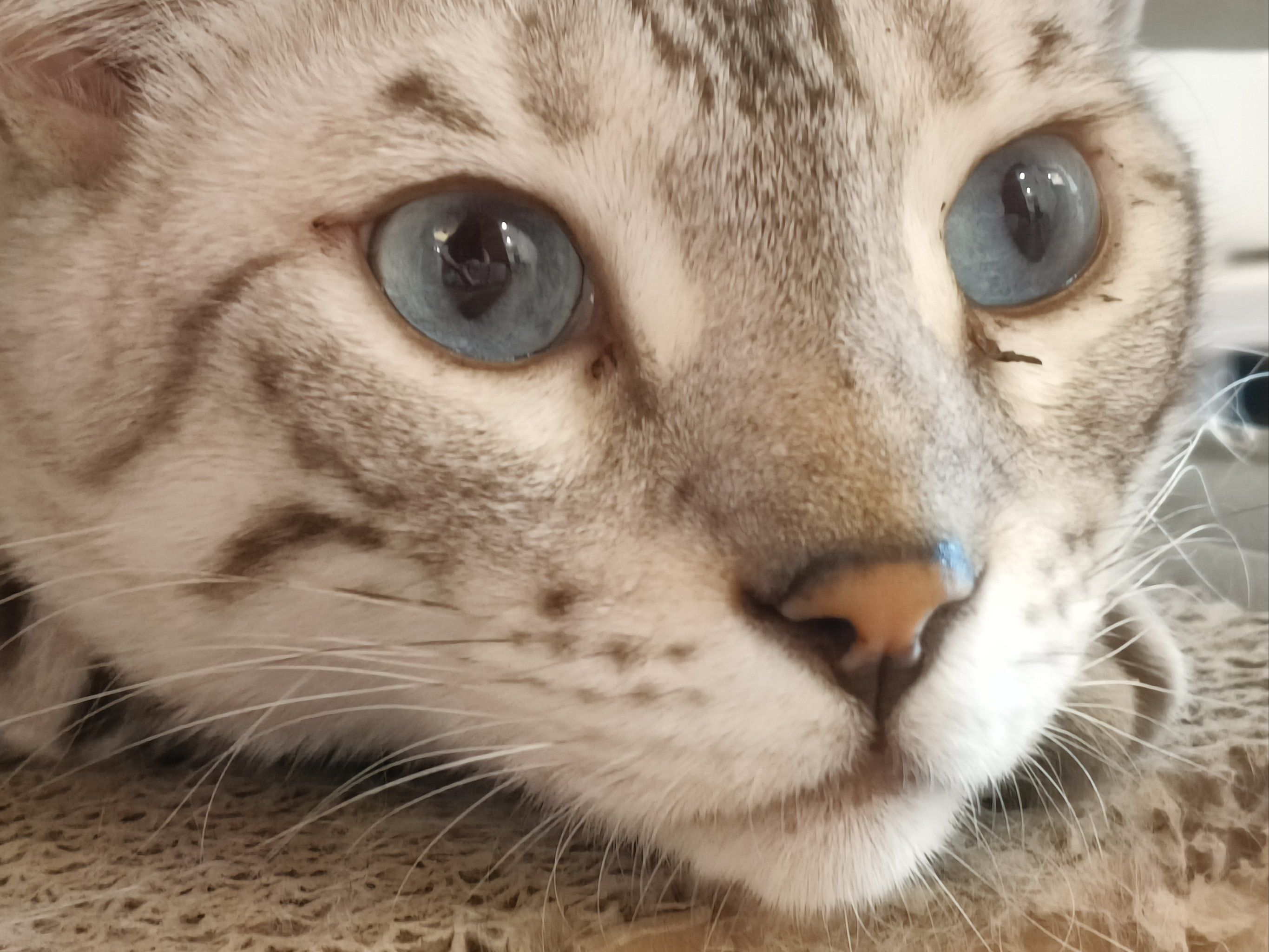 吃生骨肉的猫大人