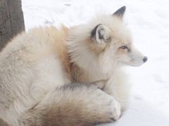 -宫城藏王狐狸村