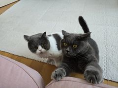 -宠福鑫动物医院(望京分院)