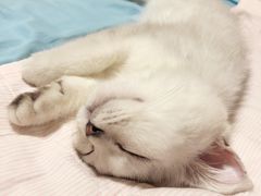 睡得奇形怪状的啵啵-猫大福·Fortune Cat猫舍(百子湾店)