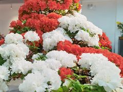 -上海滨江森林公园