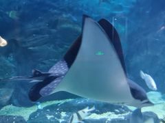 -烟台海昌鲸鲨海洋公园