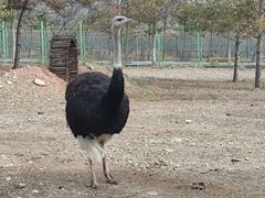 -大青山野生动物园