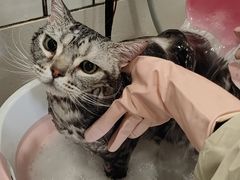 -熊小胖宠物生活馆(天华园店)