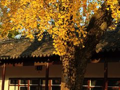 -苏州文庙(姑苏区)