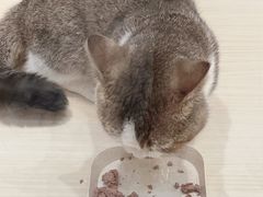-momokira米努特·德文卷毛猫·棉花面纱犬