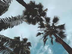 -深圳仙湖植物园