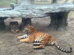 -北京野生动物园