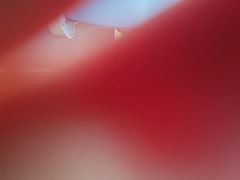 -杨氏青龙虾·羊蝎子(金盛路总店)