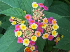 -合肥滨湖国家森林公园