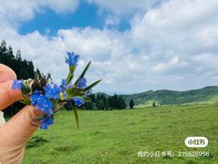 -乌蒙大草原